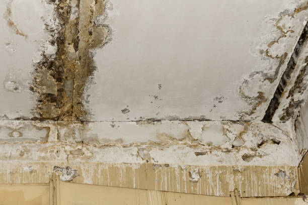 Best 24-hour water damage restoration  in Shepherd, TX