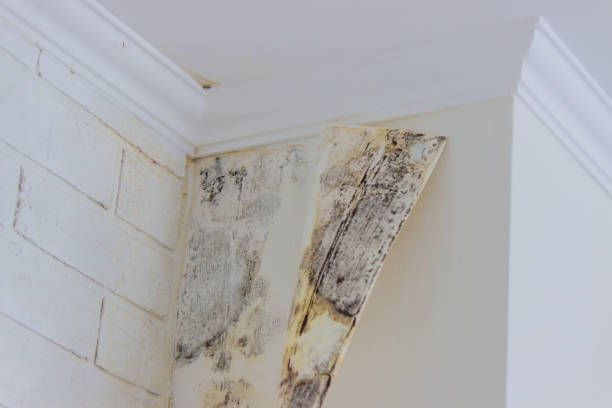 Best Ceiling water damage repair  in Shepherd, TX